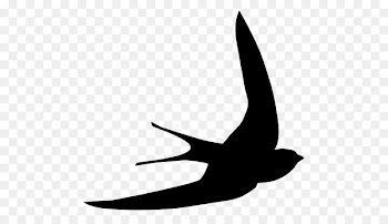 Bird Swallow Common swift Swiftlet Shape - Bird 
