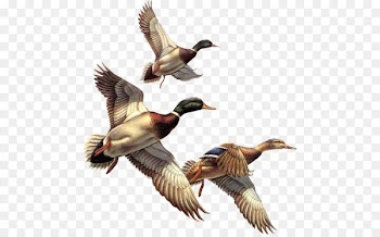 Bird Swan Cat Blog - Ducks Clipart 