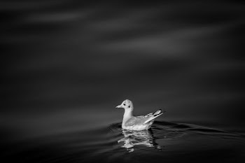 bird swimming during nighttime