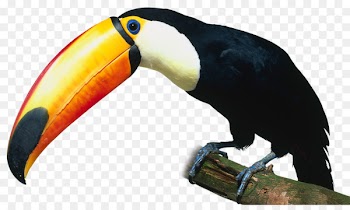 Bird Toco toucan YouTube Parrot - bird 