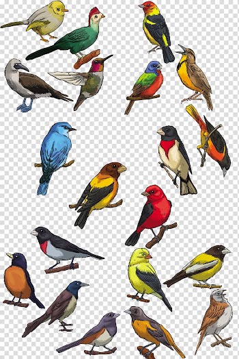 Bird Toucan Swallow, Watercolor bird shape Ornament transparent background PNG clipart