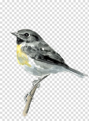 Bird transparent background PNG clipart