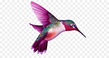 Bird, Trochilinae, Beautiful Sheartail, Hummingbird PNG