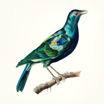 Bird tropical vector | Free stock vector - 404019