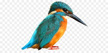 Bird Wall decal Wallpaper Sticker Common kingfisher - bird 