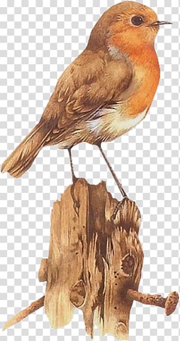 Bird Watercolor painting Art Drawing, Bird transparent background PNG clipart