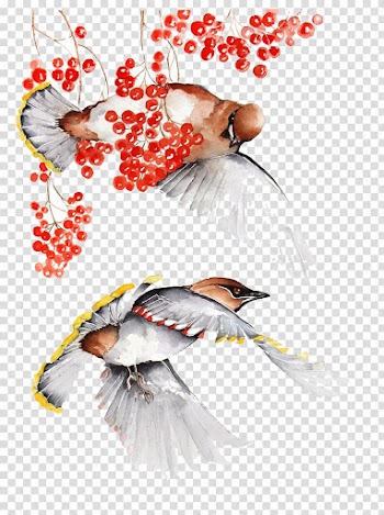Bird Watercolor painting Illustration, Plum in two birds transparent background PNG clipart