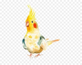 Bird Watercolor painting Parrot Cockatiel - parrot 