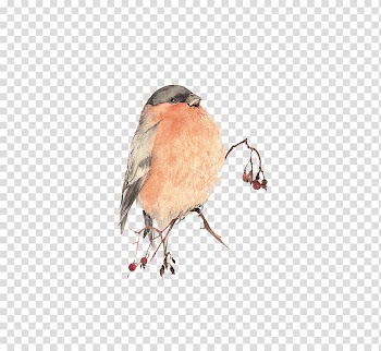 Bird Watercolor painting, Pink Birds transparent background PNG clipart