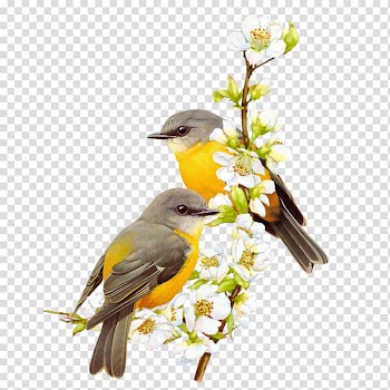 Bird Watercolor painting, watercolor parrot transparent background PNG clipart