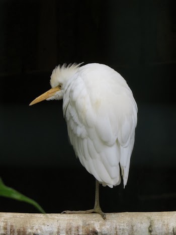 Bird White Animal
