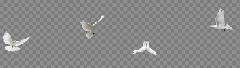Bird,White,Beak,Wing,Pigeons and doves,Feather,Seabird,Flight,Rock ...