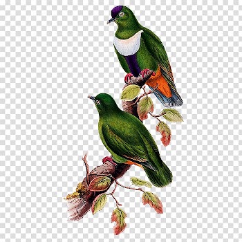 Bird White-bibbed fruit dove , Bird transparent background PNG clipart