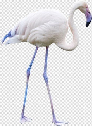 Bird, white crane transparent background PNG clipart