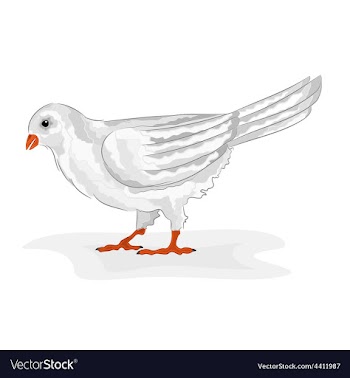 Bird white pigeon white dove symbol peace vector image