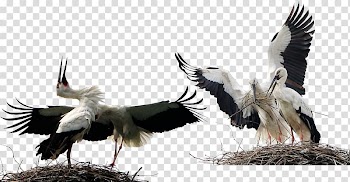 Bird White stork Animal, Birds Animals stork transparent background PNG clipart