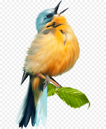 Bird Wing png download - 641*1100 - Free Transparent Bird png ...