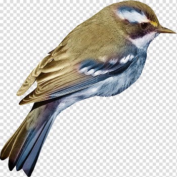 Bird Wonderful Creatures: Children! Have You Ever Thought? 3 , Hand colored sparrow transparent background PNG clipart