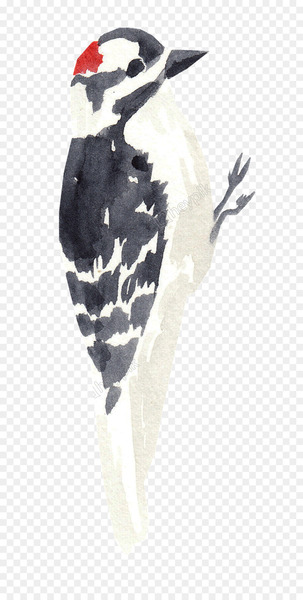 Bird Woodpecker Watercolor painting Image Penguin - bird 
