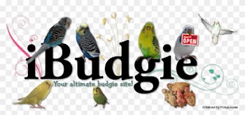 Bird - Word Budgie