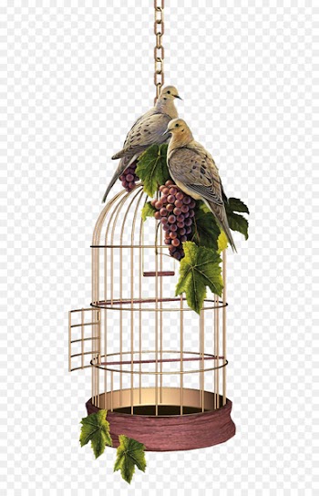 Birdcage Domestic canary Birdcage Birds and People - birdcage 