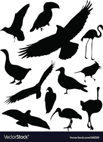 birds