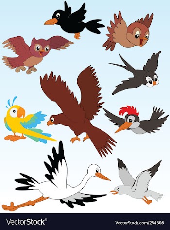 birds