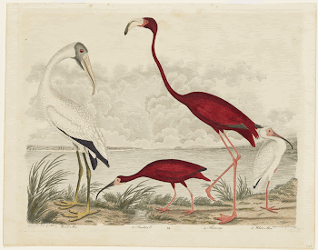 Birds 66. 1. Wood Ibis. | Free Photo - rawpixel