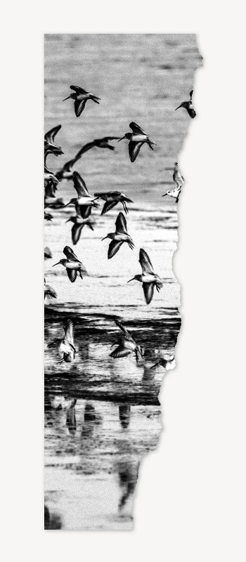 Birds border, collage element, black | Free PSD - rawpixel