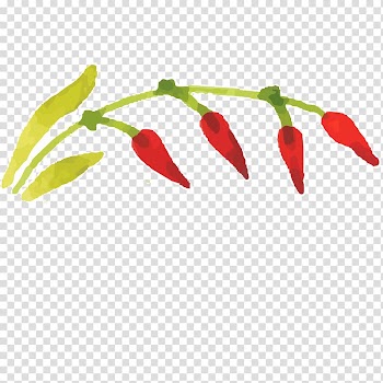 Birds eye chili Serrano pepper Watercolor painting Oil painting, Hand-painted flowers,Beautiful,watercolor,Oil painting effect,Flowers,Leaves transparent background PNG clipart