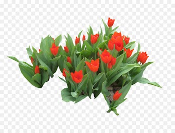Birds Eye Chili, Tulip, Floral Design, Flower, Flowering Plant PNG