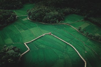 birds eye view of field