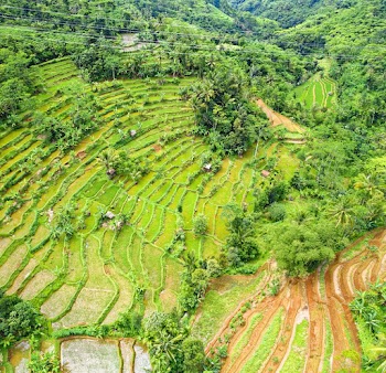 Birds Eye View of Rice Field