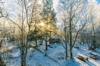 Birds Eye-view of Tree Coated by Snow Near Brown House