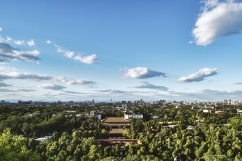 Birds Eye View Photography of Green Tree Forest