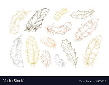  					Birds feathers hand drawn designer elements set vector image														