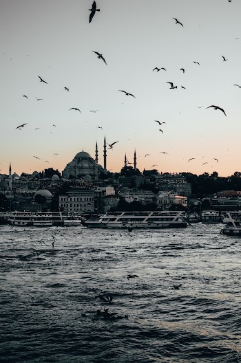 Birds Flying
