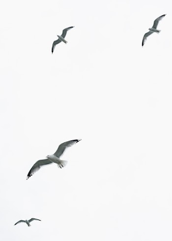 Birds Flying