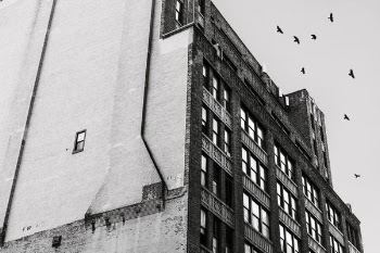 Birds Flying Above Building Free Photo 