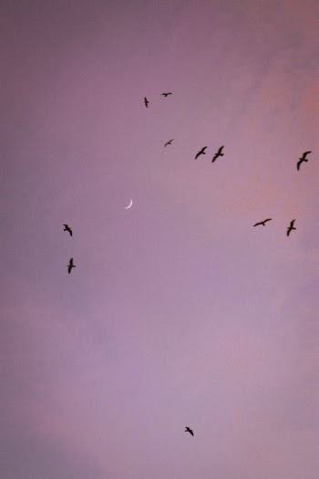 Birds Flying in the Sky · Free Stock Photo