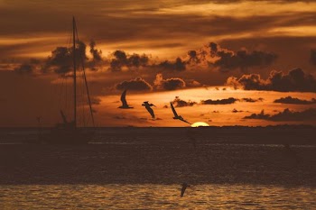birds flying near boat during sunset