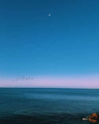 Birds Flying Near Body of Water