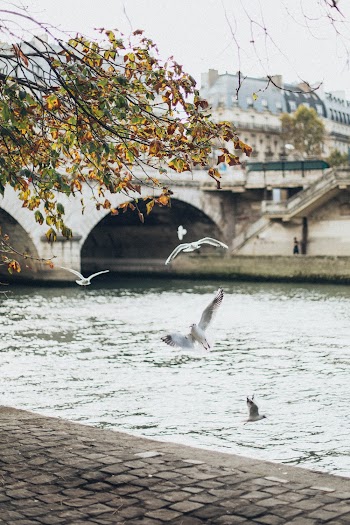 Birds Flying Near River With Concrete Bridge