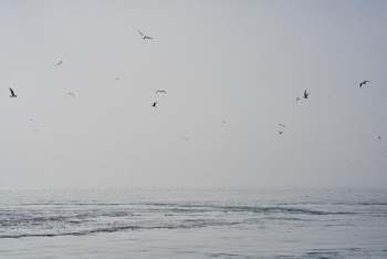 Birds Flying over Calm Sea