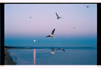 Birds Flying over the Sea · Free Stock Photo
