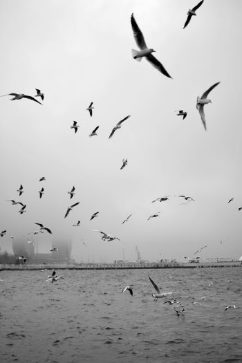 Birds Flying over the Sea · Free Stock Photo