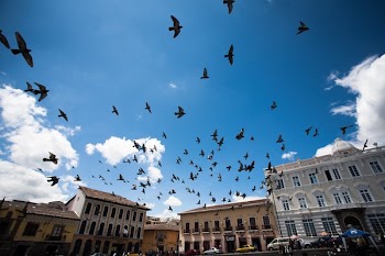 Birds Flying Over Urban Centre