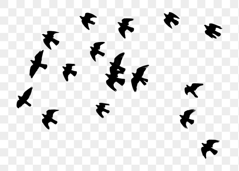 Birds flying png sticker, transparent | Free PNG - rawpixel