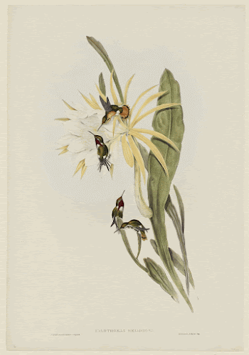 birds (hummingbird). Original from the Minneapolis | Free Photo - rawpixel