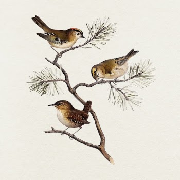 Birds illustration  | Free Photo Illustration - rawpixel